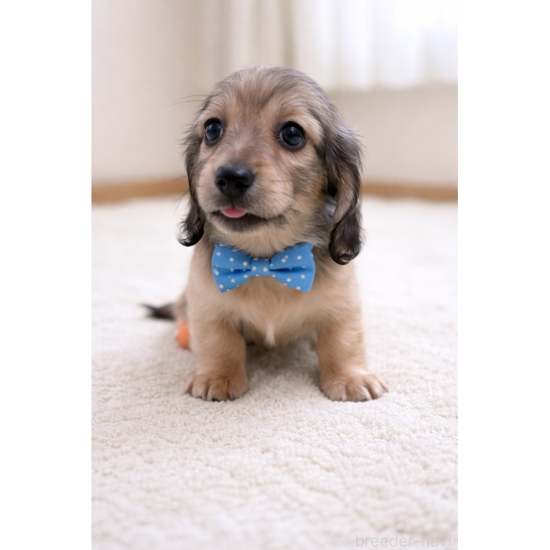 ♂︎カニンヘンダックスフンド(ロングヘアード)