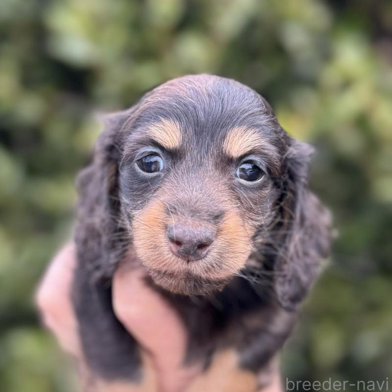 販売中の福岡県のミニチュアダックスフンド(ロングヘアード)-448344