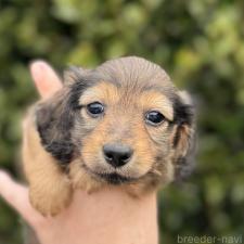 ♀︎ミニチュアダックスフンド(ロングヘアード)