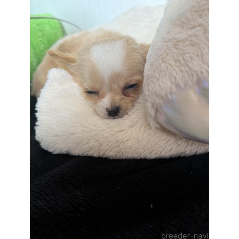 販売中の山梨県のチワワ(ロングコート)-441740の2枚目