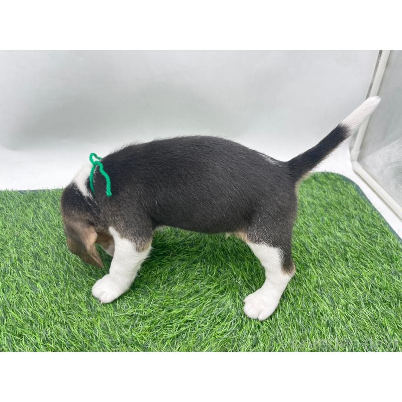 販売中の愛知県のビーグル-450301の12枚目