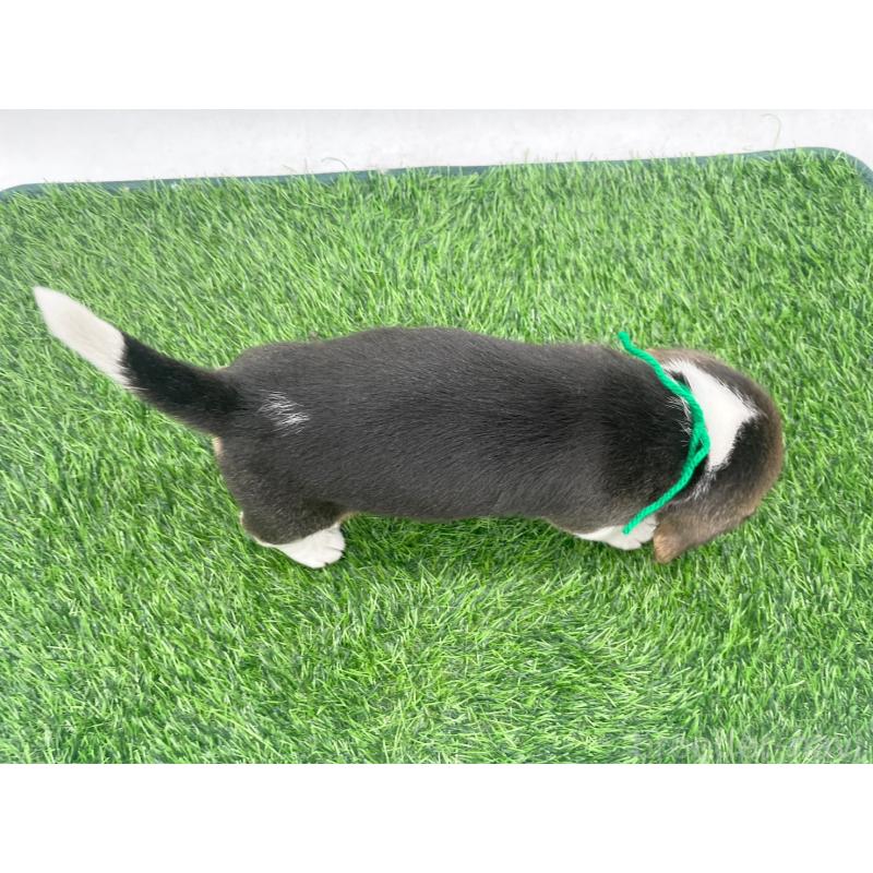 販売中の愛知県のビーグル-450301の10枚目