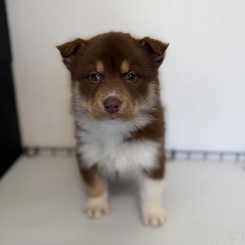 販売中の山梨県のオゥスキー:オーストラリアンシェパード×ハスキー-441734の6枚目