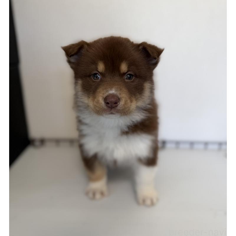 販売中の山梨県のオゥスキー:オーストラリアンシェパード×ハスキー-441734の5枚目