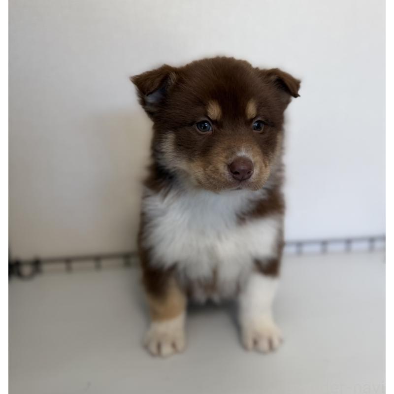 販売中の山梨県のオゥスキー:オーストラリアンシェパード×ハスキー-441734の3枚目