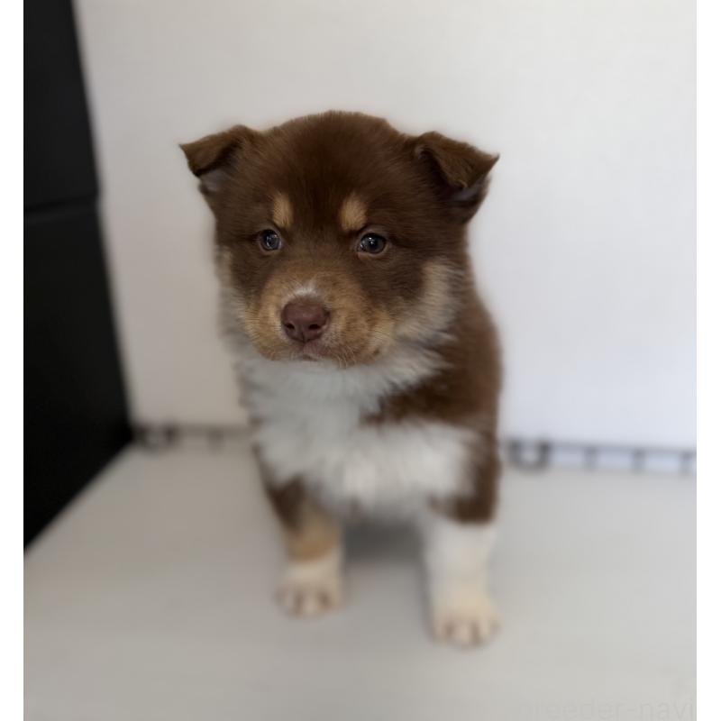 販売中の山梨県のオゥスキー:オーストラリアンシェパード×ハスキー-441734の2枚目