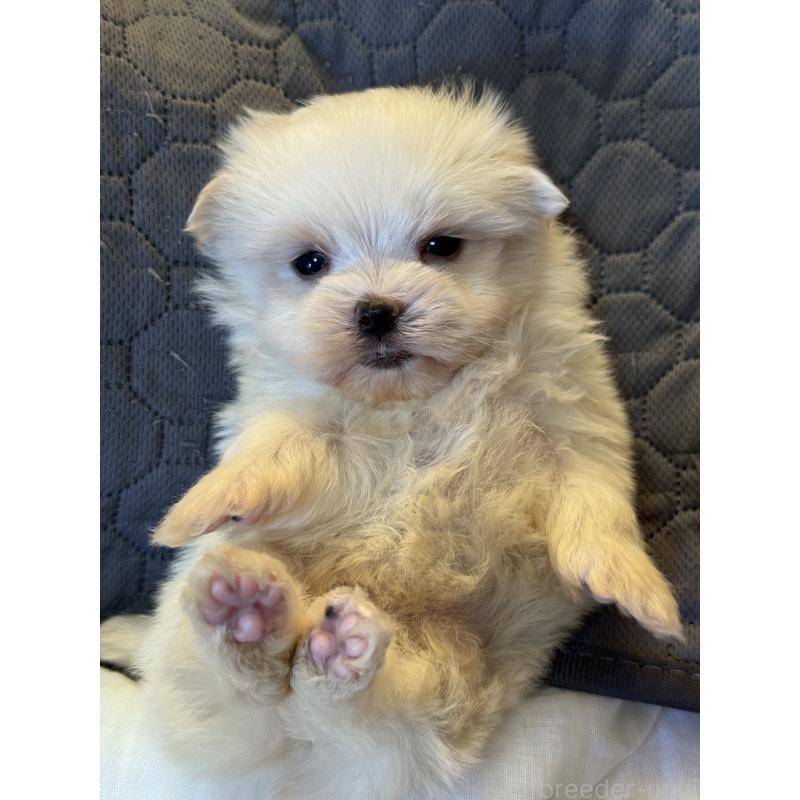 販売中の大分県のマルチーズ-447157の2枚目