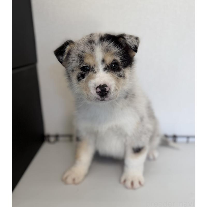 販売中の山梨県のオゥスキー:オーストラリアンシェパード×ハスキー-441735の7枚目