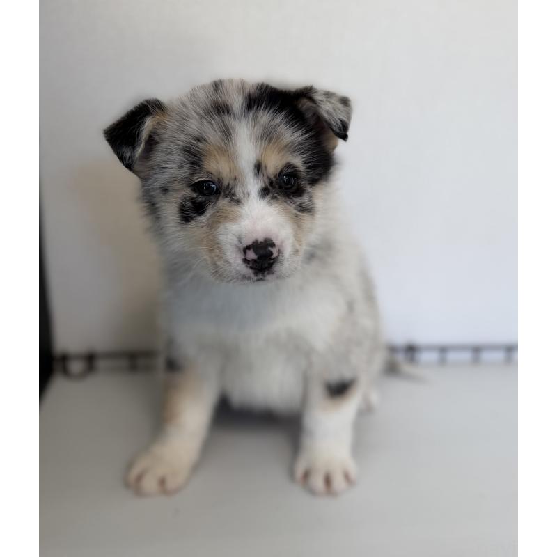 販売中の山梨県のオゥスキー:オーストラリアンシェパード×ハスキー-441735の6枚目