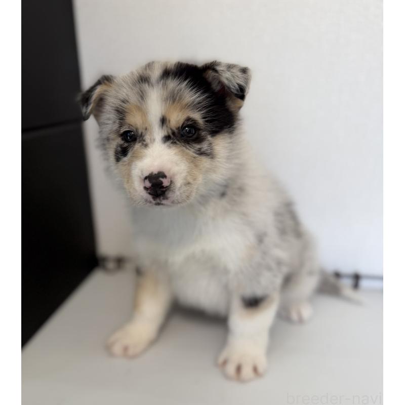 販売中の山梨県のオゥスキー:オーストラリアンシェパード×ハスキー-441735の5枚目