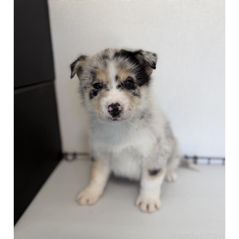 販売中の山梨県のオゥスキー:オーストラリアンシェパード×ハスキー-441735の4枚目