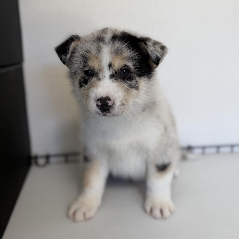 販売中の山梨県のオゥスキー:オーストラリアンシェパード×ハスキー-441735の3枚目