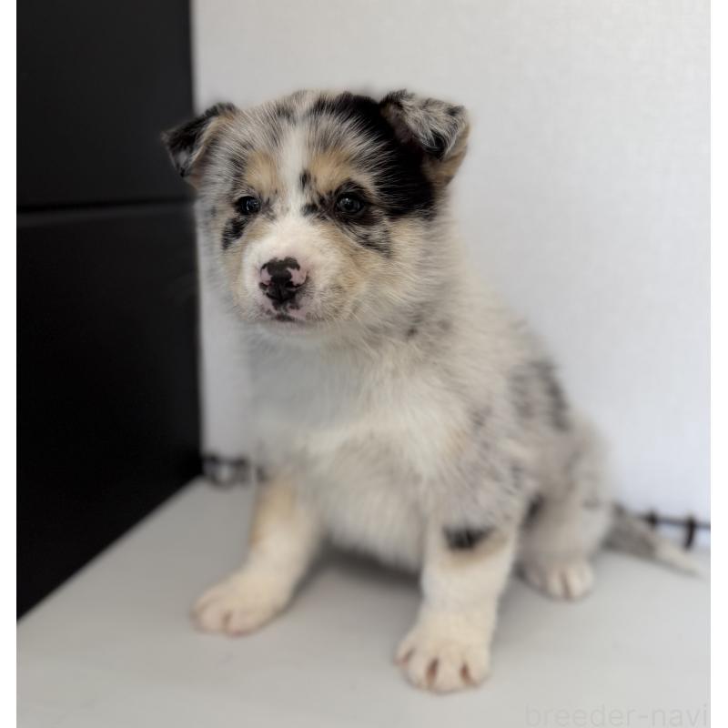 販売中の山梨県のオゥスキー:オーストラリアンシェパード×ハスキー-441735の2枚目