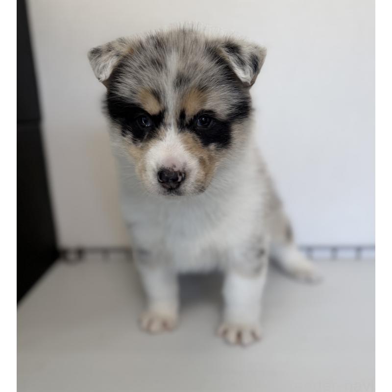 販売中の山梨県のオゥスキー:オーストラリアンシェパード×ハスキー-441736の8枚目