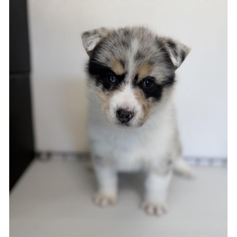 販売中の山梨県のオゥスキー:オーストラリアンシェパード×ハスキー-441736の7枚目