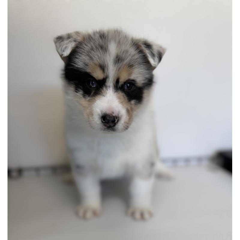 販売中の山梨県のオゥスキー:オーストラリアンシェパード×ハスキー-441736の6枚目