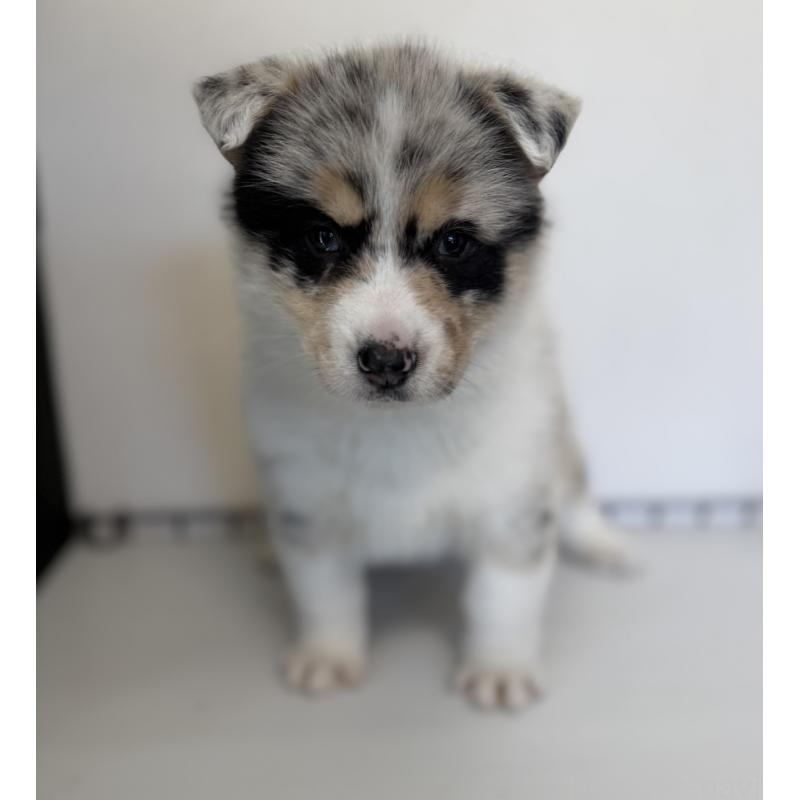 販売中の山梨県のオゥスキー:オーストラリアンシェパード×ハスキー-441736の5枚目