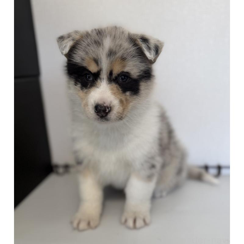 販売中の山梨県のオゥスキー:オーストラリアンシェパード×ハスキー-441736の4枚目