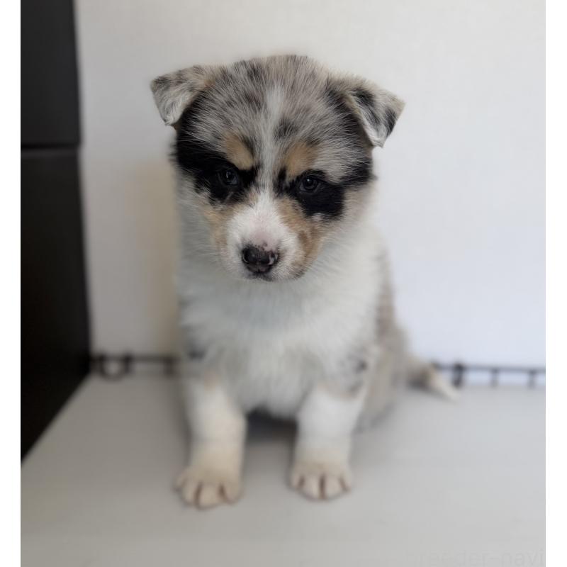 販売中の山梨県のオゥスキー:オーストラリアンシェパード×ハスキー-441736の3枚目