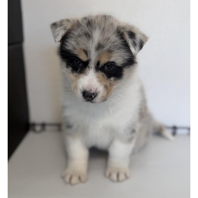 販売中の山梨県のオゥスキー:オーストラリアンシェパード×ハスキー-441736の2枚目