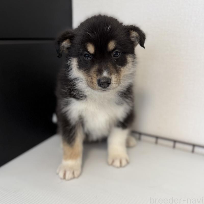 販売中の山梨県のオゥスキー:オーストラリアンシェパード×ハスキー-441731の4枚目