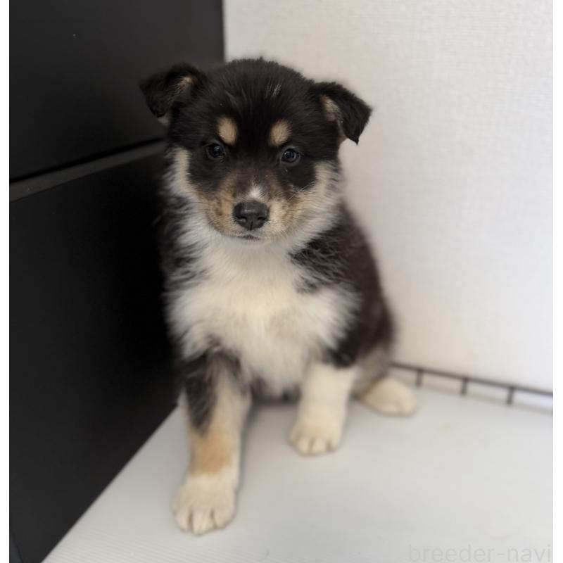 販売中の山梨県のオゥスキー:オーストラリアンシェパード×ハスキー-441731