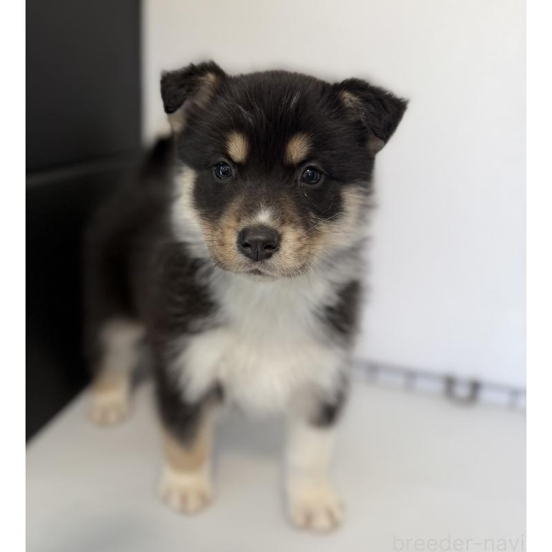 販売中の山梨県のオゥスキー:オーストラリアンシェパード×ハスキー-441731の3枚目