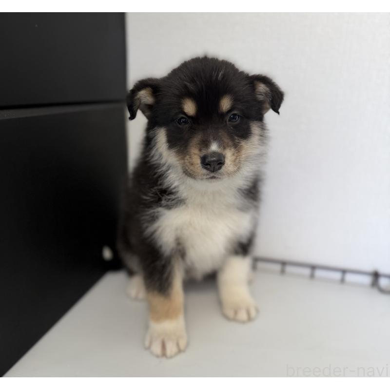 販売中の山梨県のオゥスキー:オーストラリアンシェパード×ハスキー-441731の2枚目