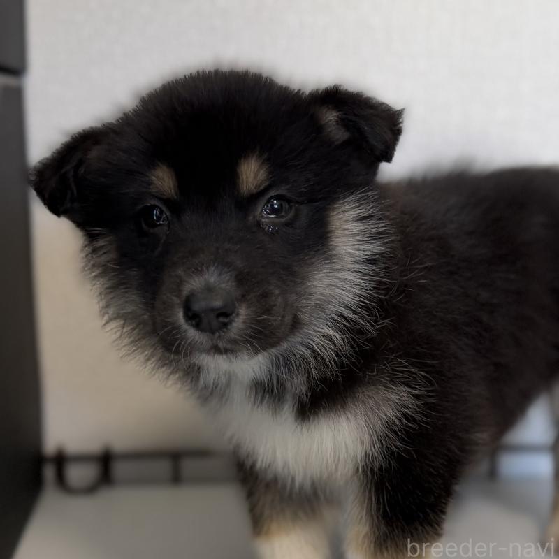 販売中の山梨県のオゥスキー:オーストラリアンシェパード×ハスキー-441732