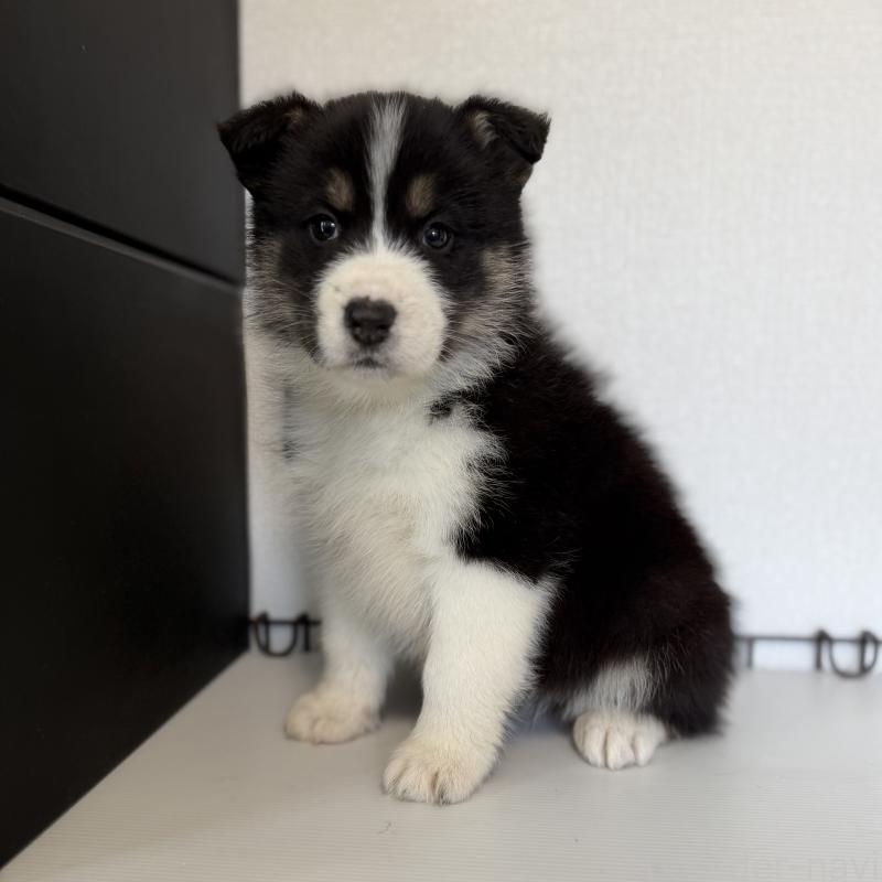 販売中の山梨県のオゥスキー:オーストラリアンシェパード×ハスキー-441730