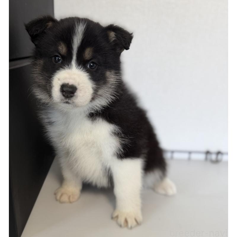 販売中の山梨県のオゥスキー:オーストラリアンシェパード×ハスキー-441730の5枚目