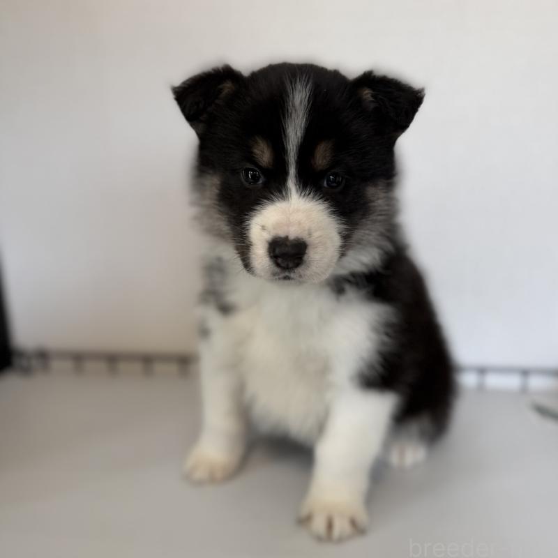 販売中の山梨県のオゥスキー:オーストラリアンシェパード×ハスキー-441730の4枚目