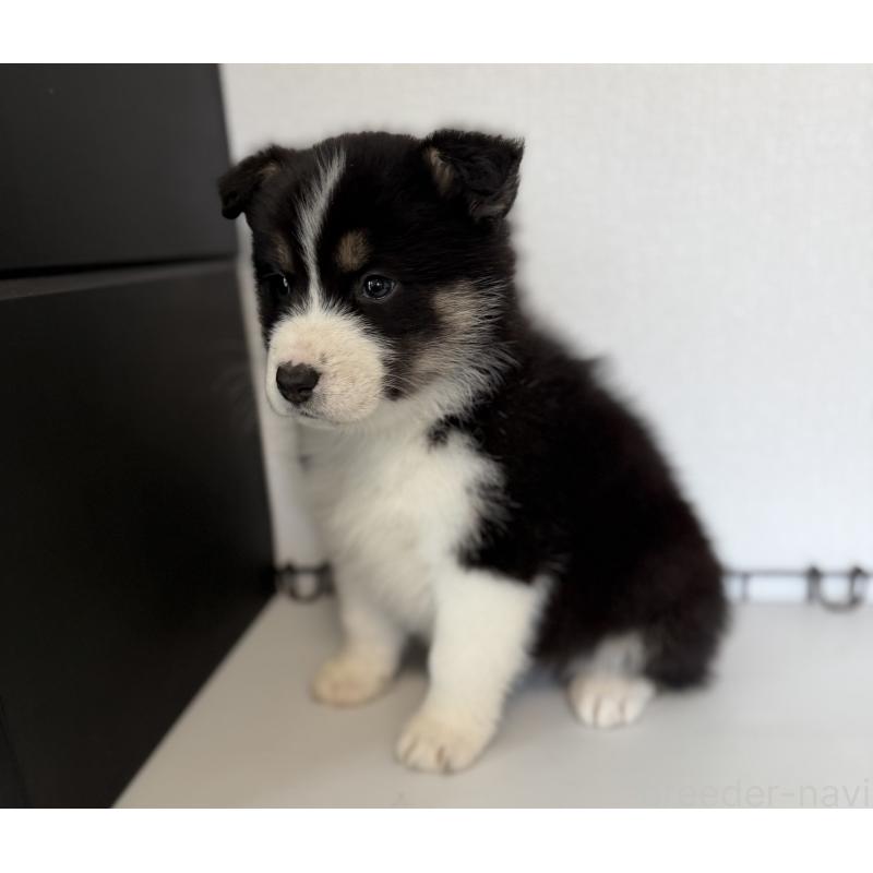 販売中の山梨県のオゥスキー:オーストラリアンシェパード×ハスキー-441730の3枚目