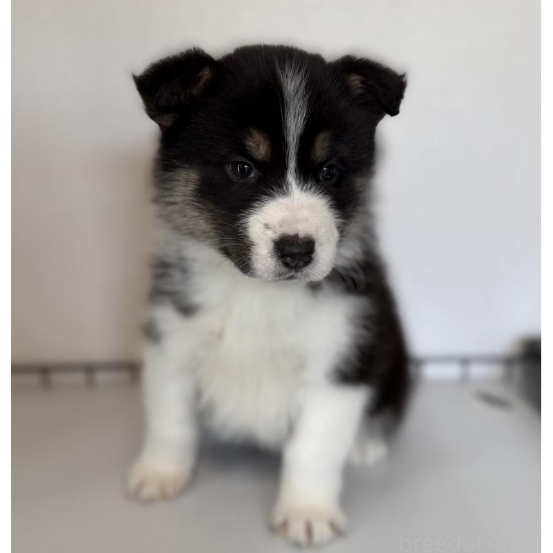 販売中の山梨県のオゥスキー:オーストラリアンシェパード×ハスキー-441730の2枚目