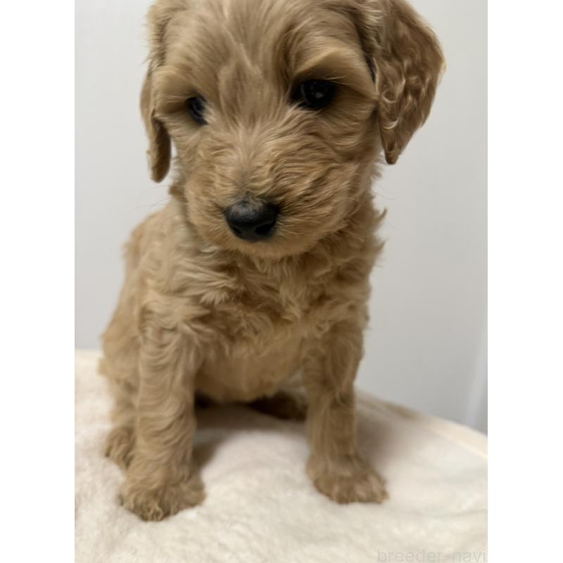 成約済の栃木県のゴールデンドゥードル:ゴールデンレトリーバー×プードル-445903の6枚目