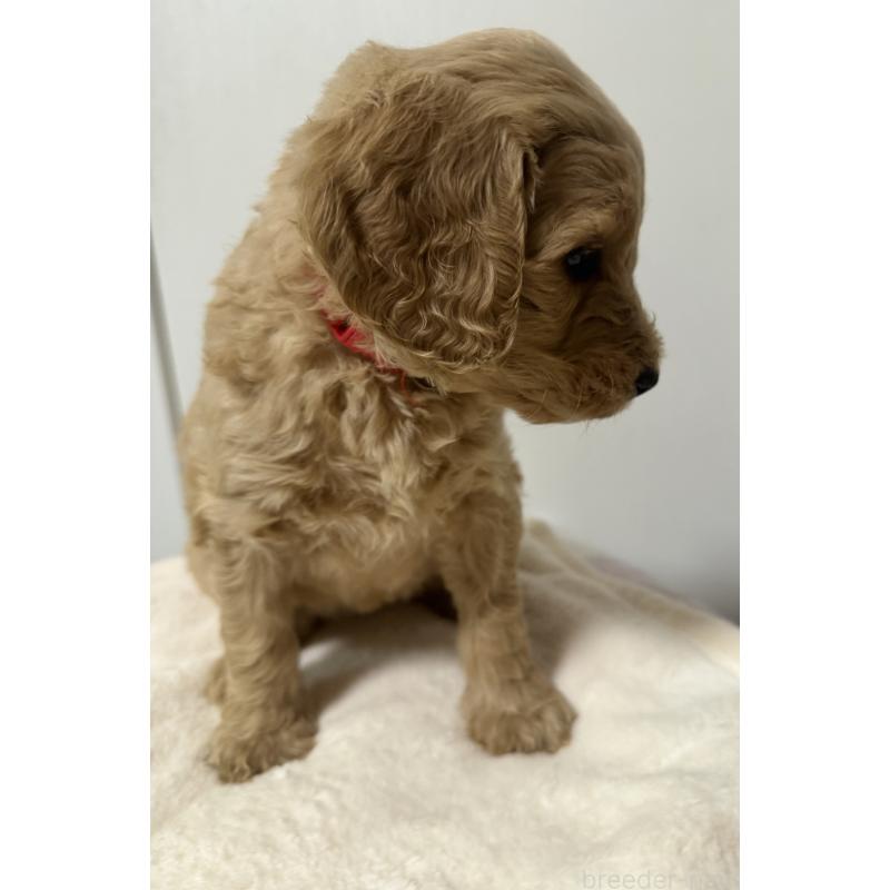 成約済の栃木県のゴールデンドゥードル:ゴールデンレトリーバー×プードル-445903の5枚目