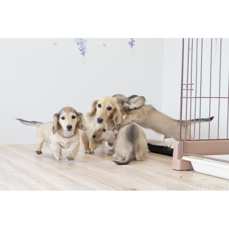 販売中の静岡県のカニンヘンダックスフンド(ロングヘアード)-424548の7枚目