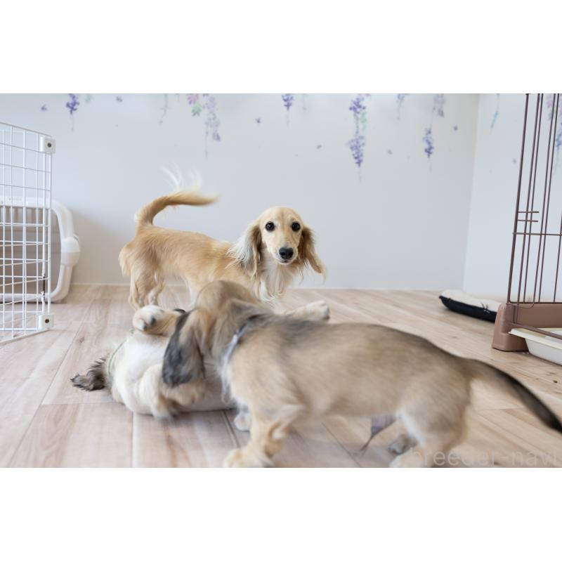 販売中の静岡県のカニンヘンダックスフンド(ロングヘアード)-424548の5枚目