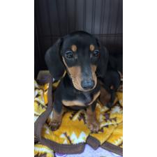 ♀︎ミニチュアダックスフンド(スムースヘアード)