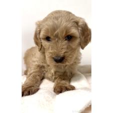 ♀︎ゴールデンドゥードル:ゴールデンレトリーバー×プードル