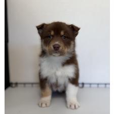 ♀︎オゥスキー:オーストラリアンシェパード×ハスキー