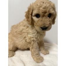 ♀︎ゴールデンドゥードル:ゴールデンレトリーバー×プードル