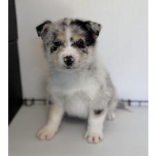 ♀︎オゥスキー:オーストラリアンシェパード×ハスキー