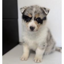 オンライン見学