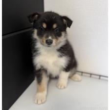 ♀︎オゥスキー:オーストラリアンシェパード×ハスキー