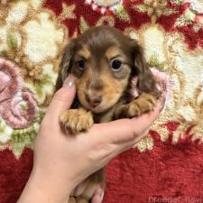 ♀︎カニンヘンダックスフンド(ロングヘアード)