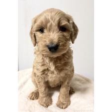 ♀︎ゴールデンドゥードル:ゴールデンレトリーバー×プードル