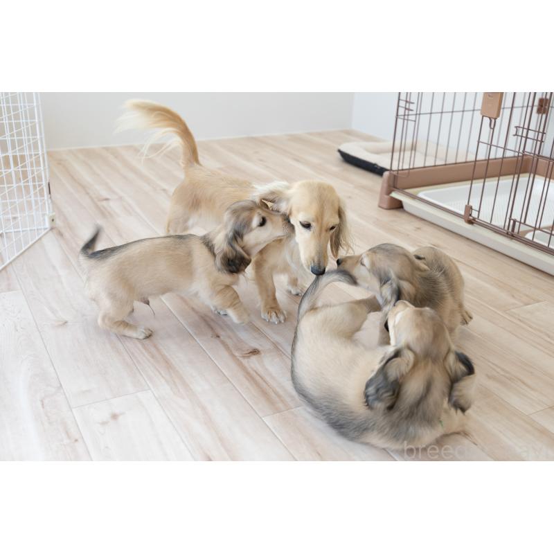 販売中の静岡県のカニンヘンダックスフンド(ロングヘアード)-424548の4枚目