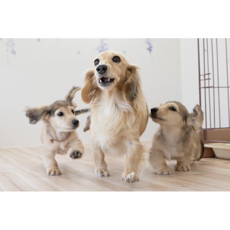 販売中の静岡県のカニンヘンダックスフンド(ロングヘアード)-424548の3枚目