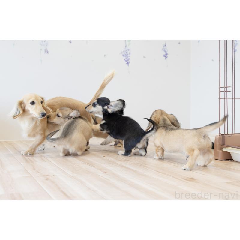 販売中の静岡県のカニンヘンダックスフンド(ロングヘアード)-424549の10枚目